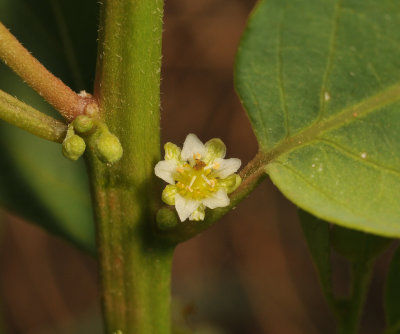 Clutia pulchella. Close-up.