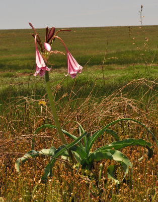 Crinum bulbispermum.