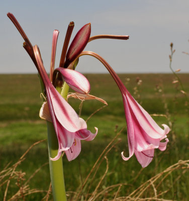 Crinum bulbispermum. Close-up.