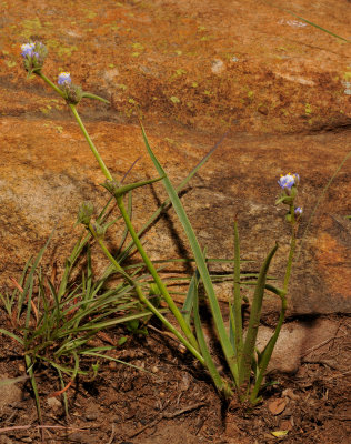 Cyanotis speciosa.