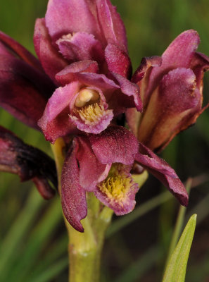 Eulophia vinosa. Close-up.