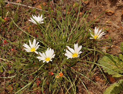 Gazania krebsiana var. serrulata