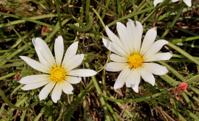 Gazania krebsiana var. serrulata. Close-up.