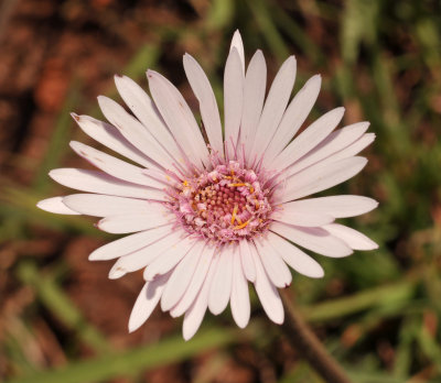 Gerbera viridiflora. Close-up.