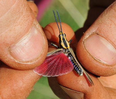 Grasshopper. Male, wing.