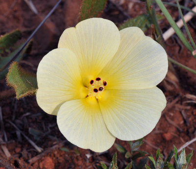 Hibiscus aethiopicus var. ovatus. Close-up.