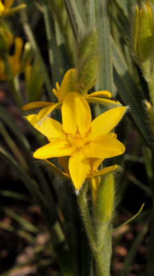 Hypoxis acuminata