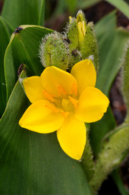 Hypoxis interjecta. Close-up.