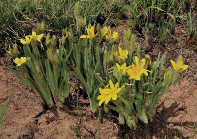 Hypoxis sp. 