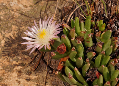 Mesembryanthemaceae sp.