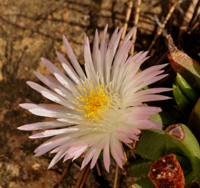 Mesembryanthemaceae sp Close-up.