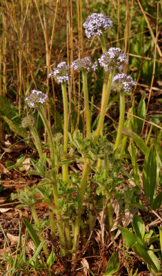 Pentanisia prunelloides