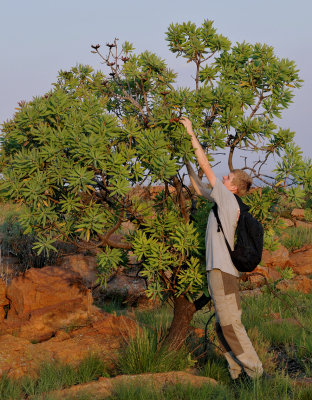 Protea caffra at suikerbosrand.