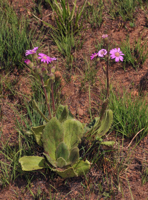 Senecio speciosus