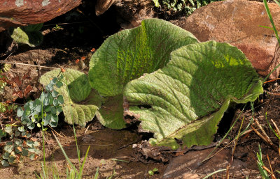 Streptocarpus vandeleurii