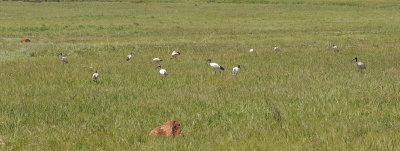 Threskiornis aethiopicus African sacred Ibis.