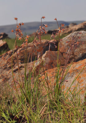 Tulbaghia acutiloba