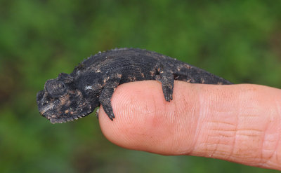 Chameleon on Vinger.