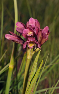 Eulophia vinosa. Closer.