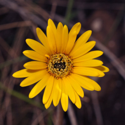 Gerbera ambigua. Close-up.