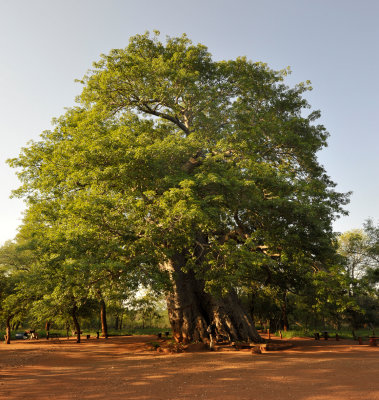 Adansonia digitata