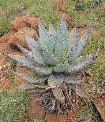 Aloe marlothii. Young plant