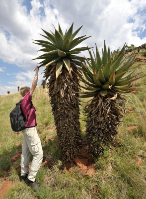 Aloe marlothii