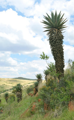 Aloe marlothii