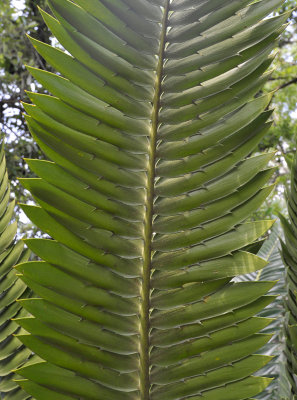 Encephalarthos transvenosus. Close-up.