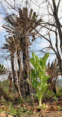 Scadoxus puniceus