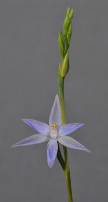 Thelymitra sp. Closer. 