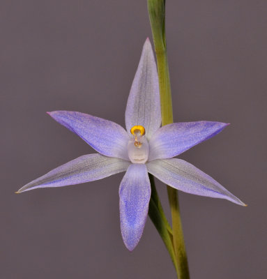 Thelymitra sp. Close-up.