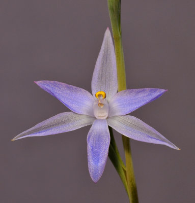 Thelymitra sp. Close-up. 