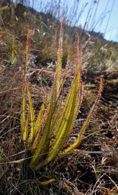 Carnivorous plants of the Western Cape.