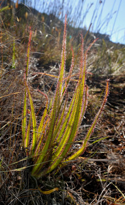 Drosera regia