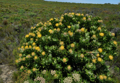 Leucospermum conocarpodendron