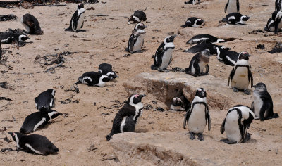 African Penguins 