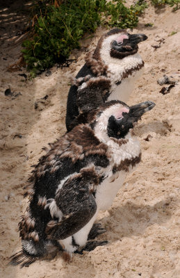 African Penguin chicks.