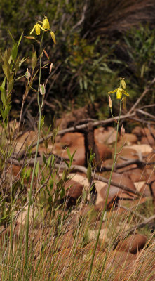 Albuca sp. 