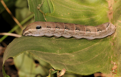 Catterpillar on Zantedeschia.