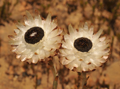 Syncarpha variegata. Close-up.