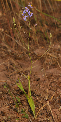 Cyanella hyacinthoides