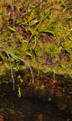 Disa caulescens plants.