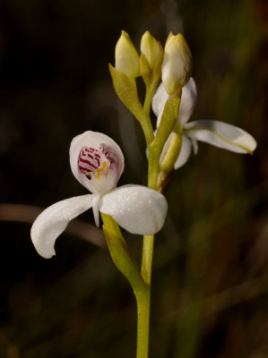 Disa caulescens. Close-up.