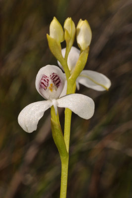 Disa caulescens. Closer.