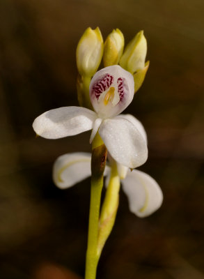 Disa caulescens. Close-up.