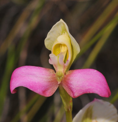 Disa filicornis. Close-up.