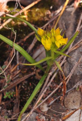 Disa telipogonis