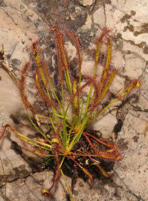 Drosera capensis. 