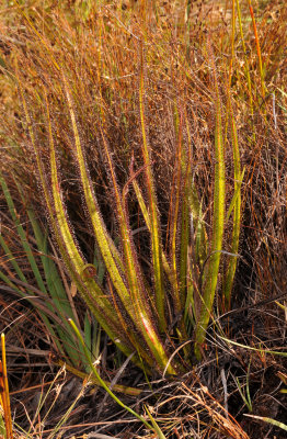 Drosera regia